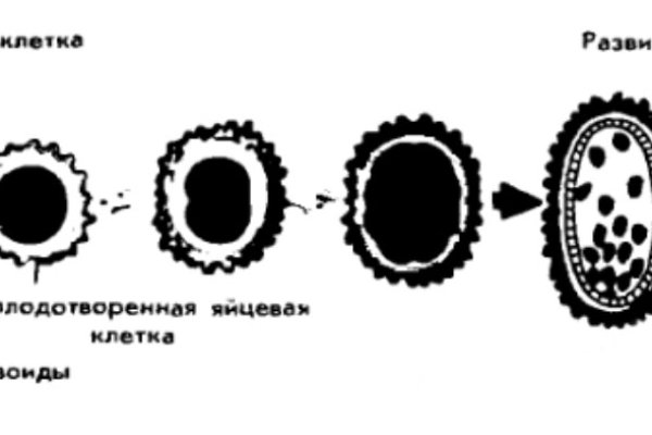 Vk kraken