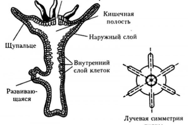 Кракен современный даркнет